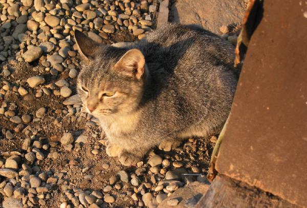 Random cat with no tail